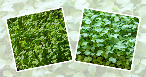 Trinity I.C.R Enterprises